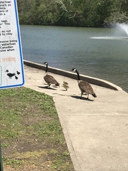 Branta canadensis