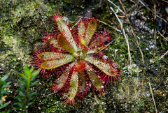 Drosera tomentosa