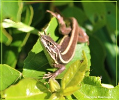 Liolaemus cyanogaster