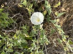 Calystegia macrostegia amplissima