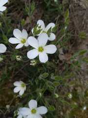 Arenaria montana