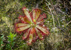 Drosera tomentosa