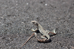 Dipsosaurus dorsalis dorsalis