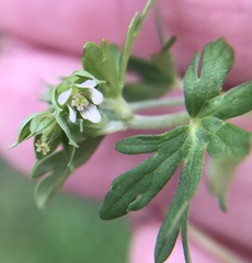 Geranium texanum