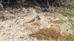 Dipsosaurus dorsalis dorsalis