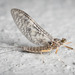 Suckergilled Mayflies - Photo (c) Pete McGregor, some rights reserved (CC BY-NC-ND), uploaded by Pete McGregor