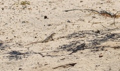 Dipsosaurus dorsalis dorsalis