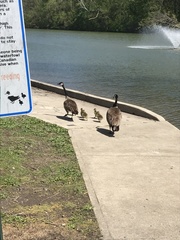 Branta canadensis