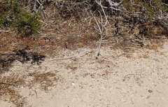 Dipsosaurus dorsalis dorsalis