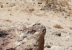 Dipsosaurus dorsalis dorsalis