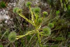 Paepalanthus chiquitensis