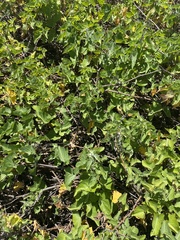 Calystegia macrostegia amplissima