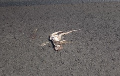 Dipsosaurus dorsalis dorsalis