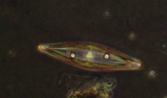 Craticula cuspidata