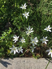 Ornithogalum umbellatum