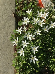 Ornithogalum umbellatum