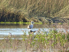 Phoenicopterus chilensis