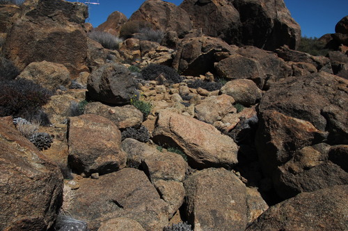 Othonna retrorsa