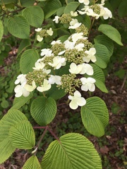 Viburnum