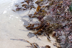 Laminaria setchellii