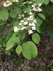 Viburnum