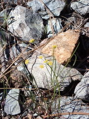 Lomatium marginatum
