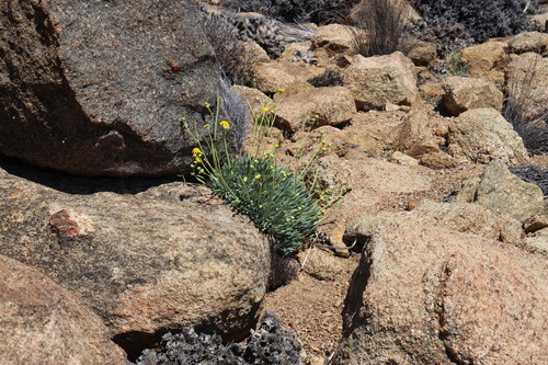 Othonna retrorsa