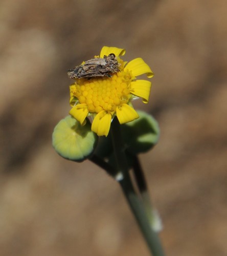 Othonna retrorsa