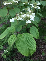 Viburnum