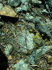 Lomatium marginatum
