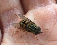 Helophilus campbelli