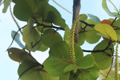 Coccoloba uvifera