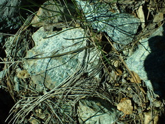 Lomatium marginatum