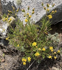 Senecio lyonii