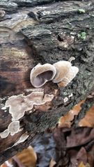 Auricularia