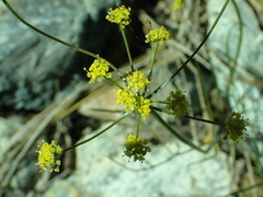 Lomatium marginatum