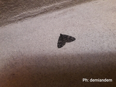 Lepidoptera