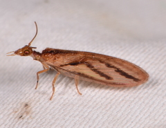 Micromus bifasciatus