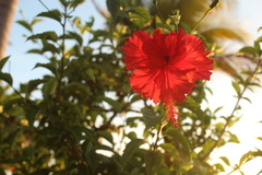 Hibiscus