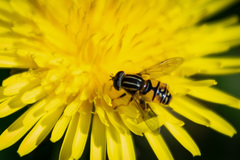 Helophilus pendulus