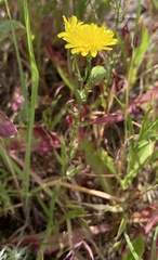 Malacothrix foliosa foliosa
