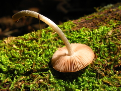 Pluteus cyanopus