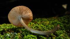 Pluteus cyanopus