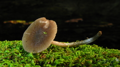 Pluteus cyanopus