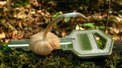Pluteus cyanopus