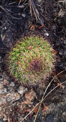 Mammillaria mystax