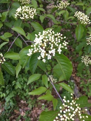 Viburnum