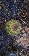 Mammillaria mystax