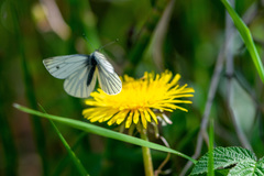 Pieris napi