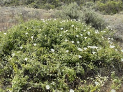 Calystegia macrostegia amplissima
